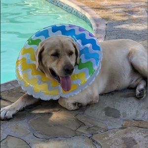 Meet your Posher, Catalina